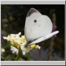 Pieris rapae - Kleiner Kohlweissling 01.jpg